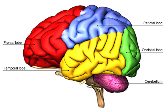 Diagram showing different parts of the brain.