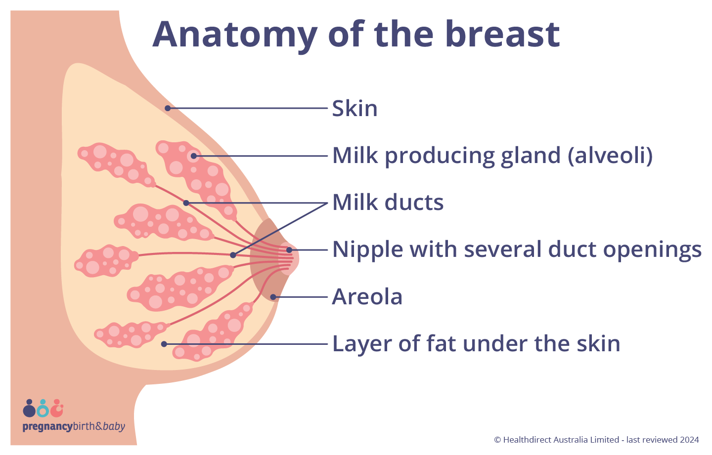 Illustration showing the structure of the breast and the anatomy that produces breastmilk.