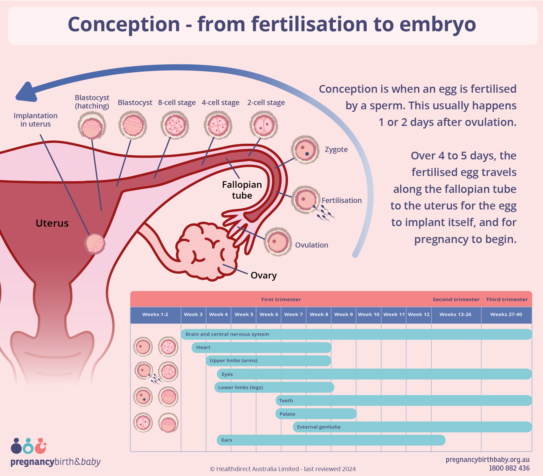 Conception and fetal development