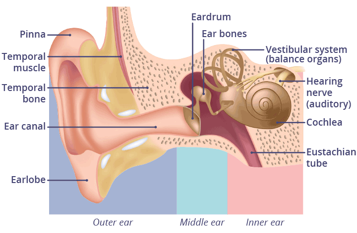 Illustration of the parts of the ear.